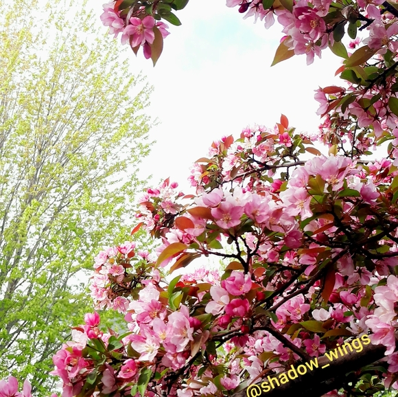 Vintage St. Pierre Ltd. Pleated Silk Shift Dress Size 6 Cream - Picture 12 of 15